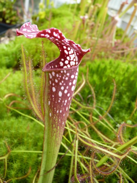 Sarracenia x excellens